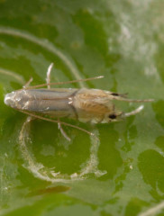 Citrus leafminer – Phyllocnistis citrella