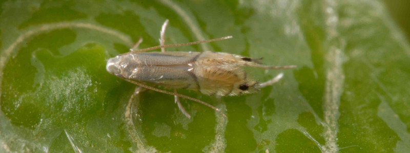 citrus leafminer adult and damage caused