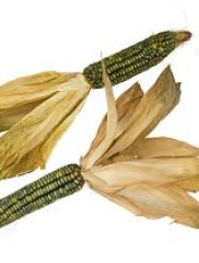 Sweet Corn – Zea mays