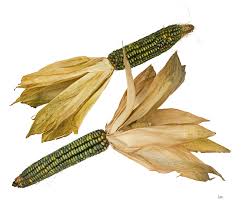 Sweet Corn – Zea mays