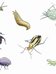 Pests and Diseases