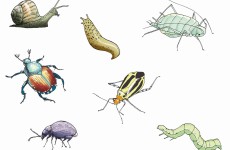 garden pests