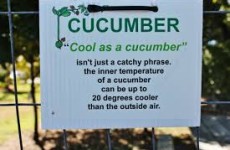 Garden Facts - Cool as a Cucumber