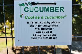 Garden Facts - Cool as a Cucumber