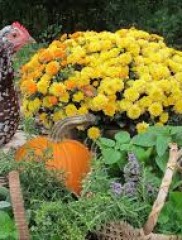 Herbs for Chickens