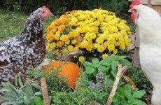 herbs for chickens