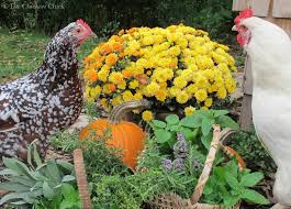 herbs for chickens