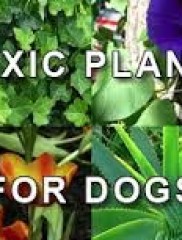 10 Poisonous Plants for your Dog