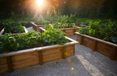 Renewing an old veggie patch