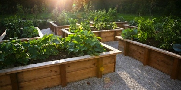 Renewing an old veggie patch