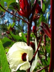 Rosella – Hibiscus subdantta