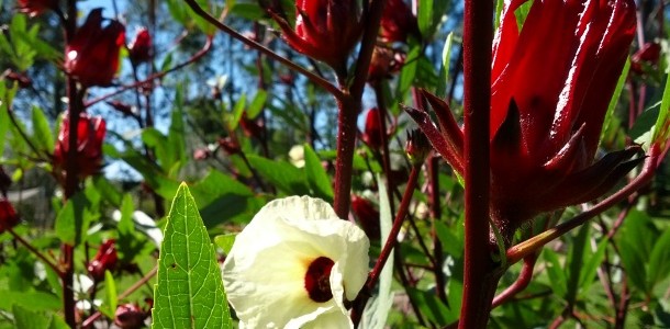 Rosella plant flower and calyx red