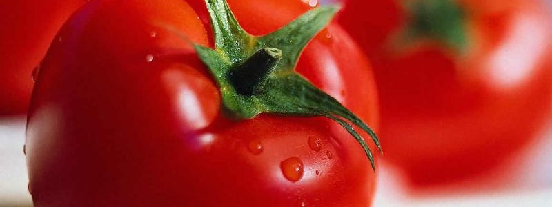 Tomato - Lycopersicon esculentum