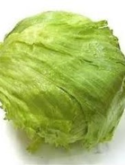 Lettuce – lactuca sativa